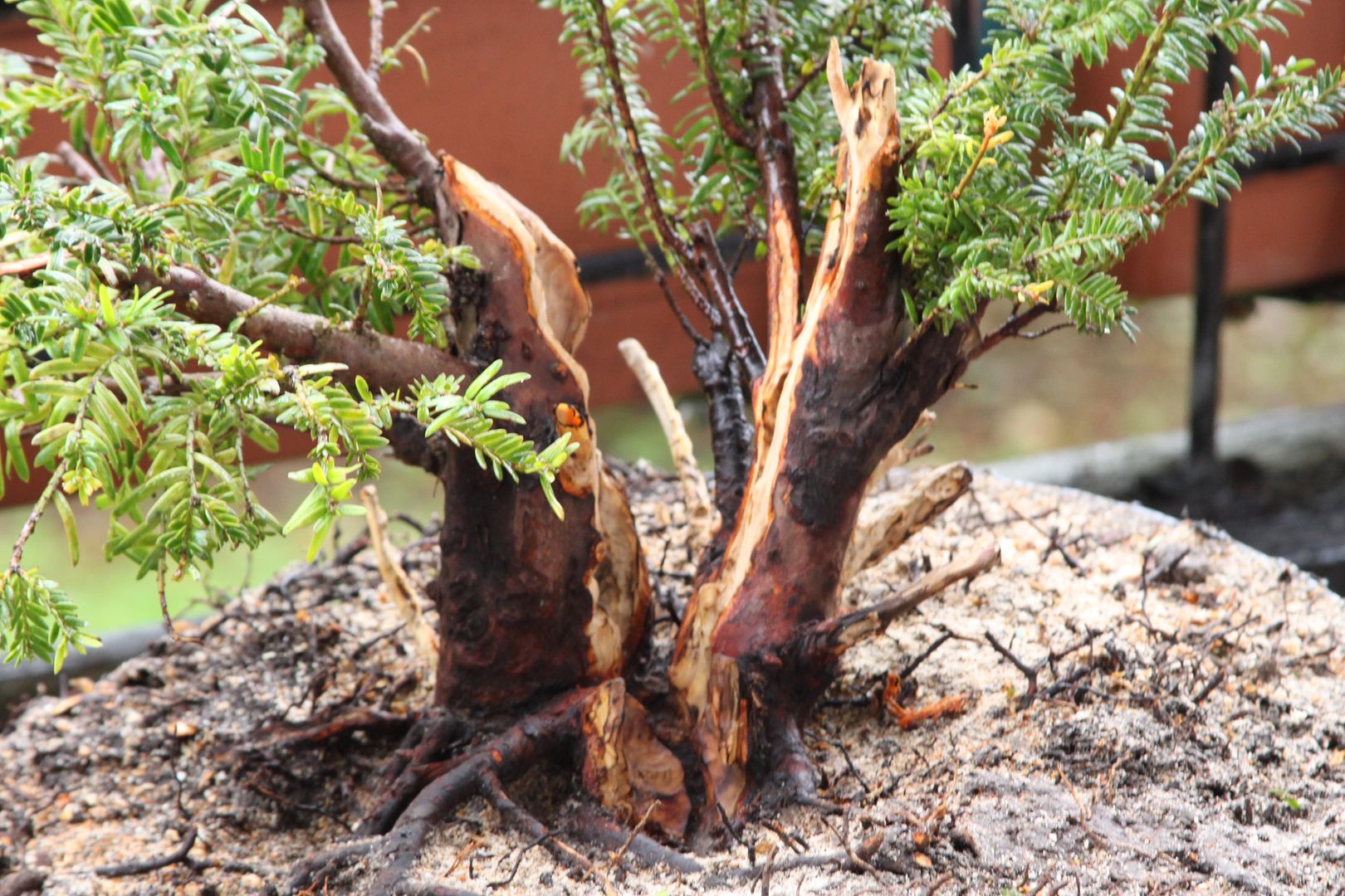 Split trunk Taxus Baccata Bonsai Nut